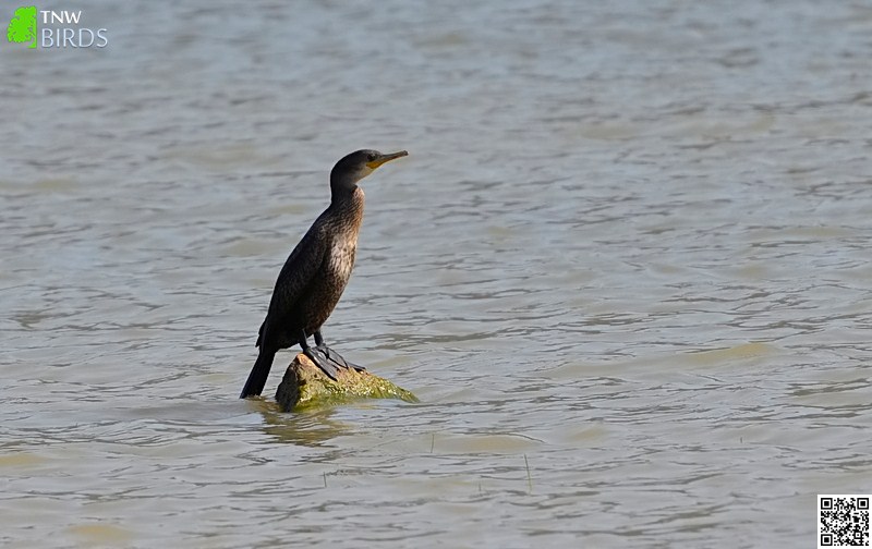 Great Cormorant